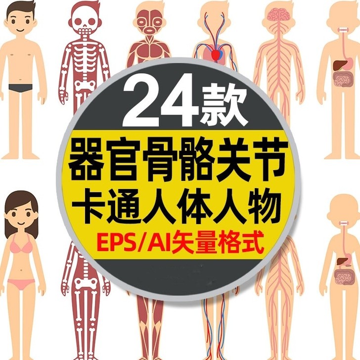卡通人体人物男性女性解剖图器官内脏骨骼肌肉...
