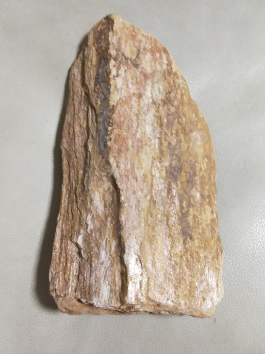 金丝楠木化石