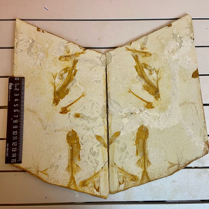 对开对版狼鳍鱼化石标本鱼化石收藏群鱼图化石...
