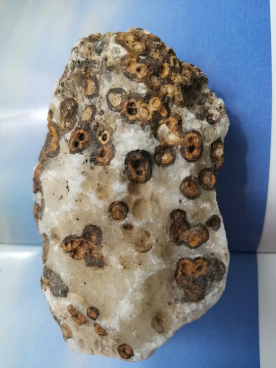 古生物化石，双面不同的造型，不同颜值，独特...