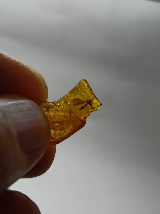 波罗的海 虫珀 古生物化石 科普标本