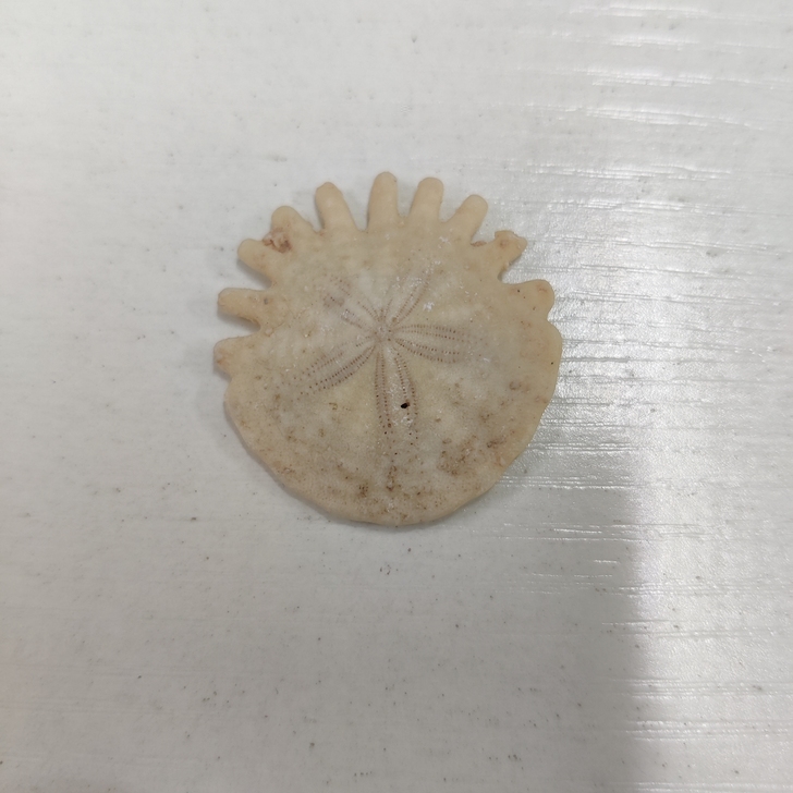 海胆化石