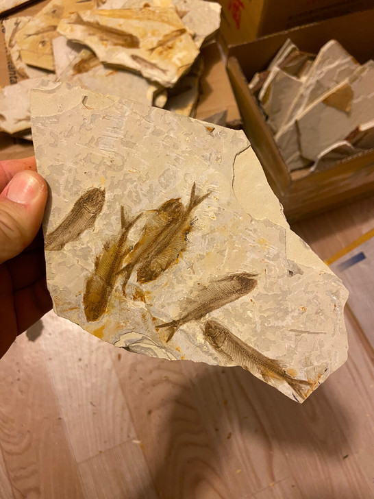 狼鳍鱼化石 群鱼化石 科普标本 古玩收藏