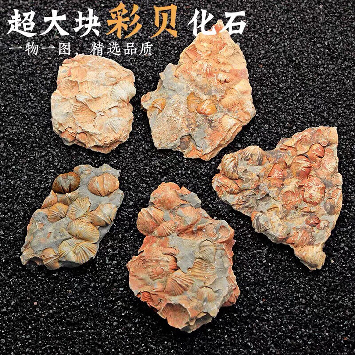 彩贝化石板块（弓石燕）