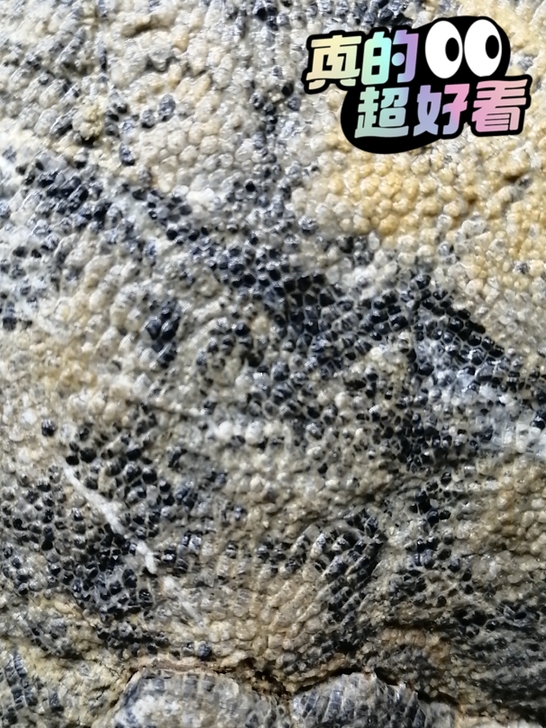 奇石～（点状化石）疑似鱼籽化石，自己捡的，...