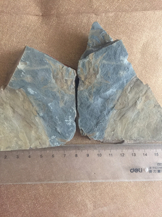轮叶化石植物二叠纪12*6*2多层正反包邮