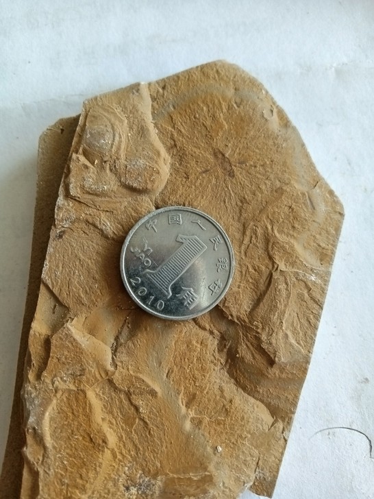 宁城道虎沟昆虫化石标本第八组九块一起出不挑...