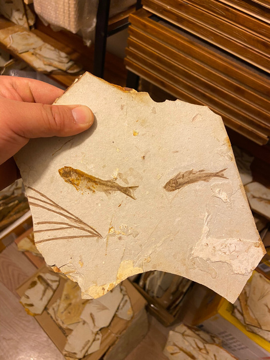 辽西鱼化石古生物化石标本 群鱼化石