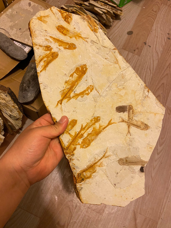 辽西鱼化石狼鳍鱼化石标本收藏品科普标本