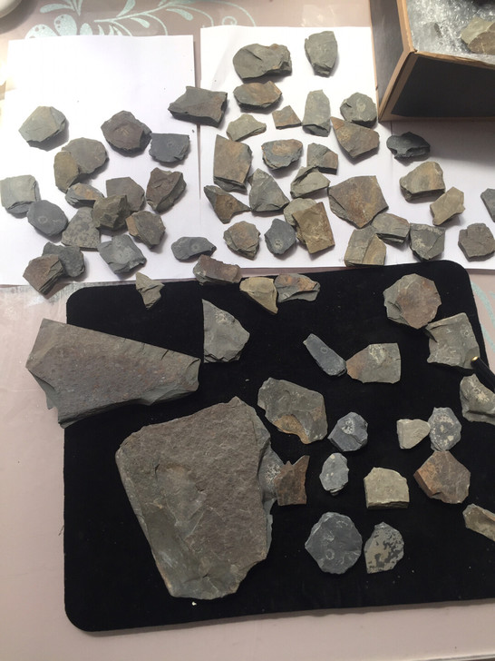 科普化石三叶虫化石。虫化石。5元的有都匀盾...