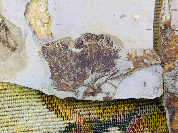 特殊小植物化石 彩板稀少植物品种松柏类 .