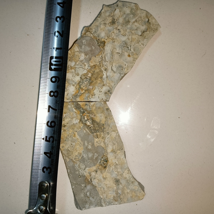 对板无描化大王丈子脖蜂化石