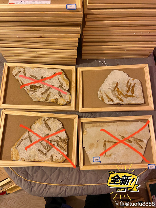 辽西鱼化石 狼鳍鱼化石 商务礼品