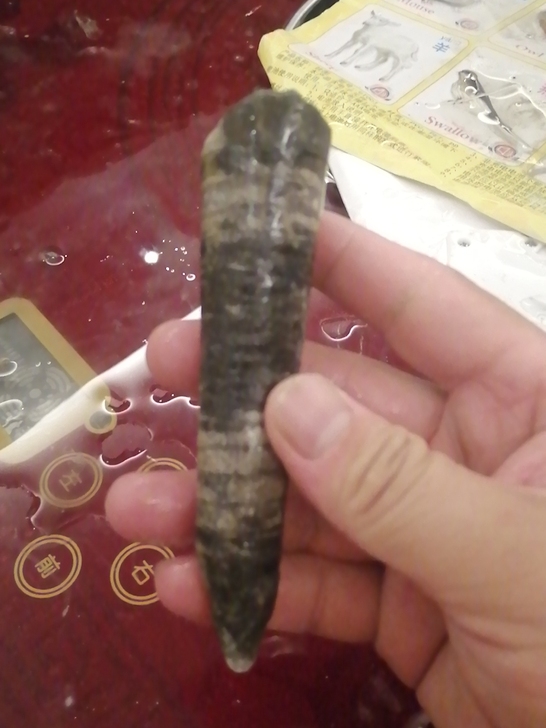 7月31日捡到!化石,海百合?不知道!邮费...