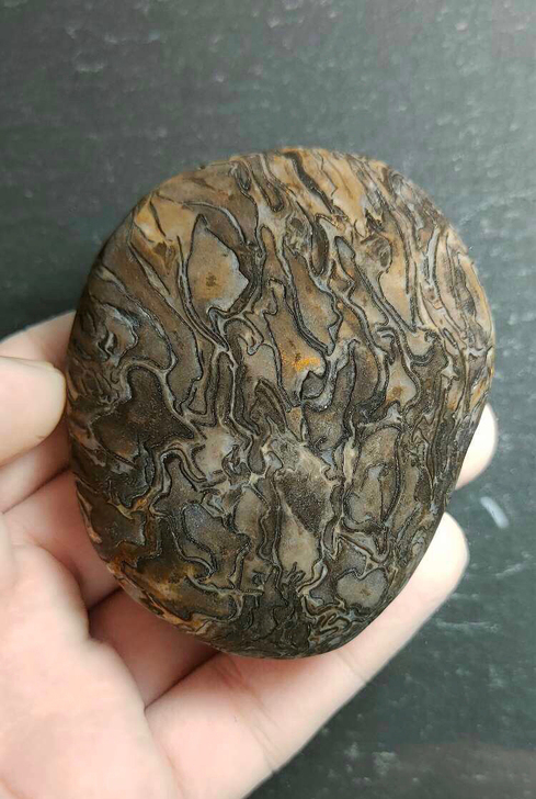 辉木化石，7.2*5.6*4，重225g
