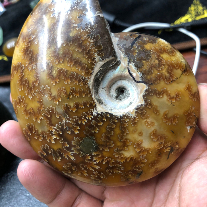 #粉丝福利#蛋白石化菊石化石打磨摆件
