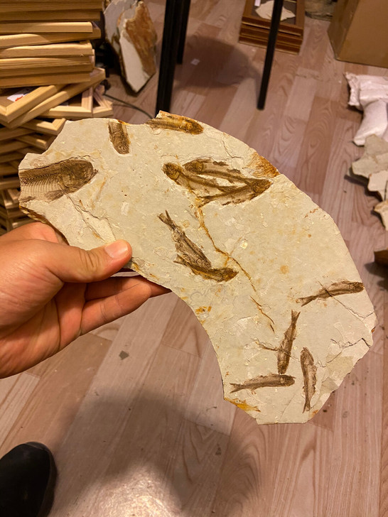 狼鳍鱼群鱼化石标本科普礼品