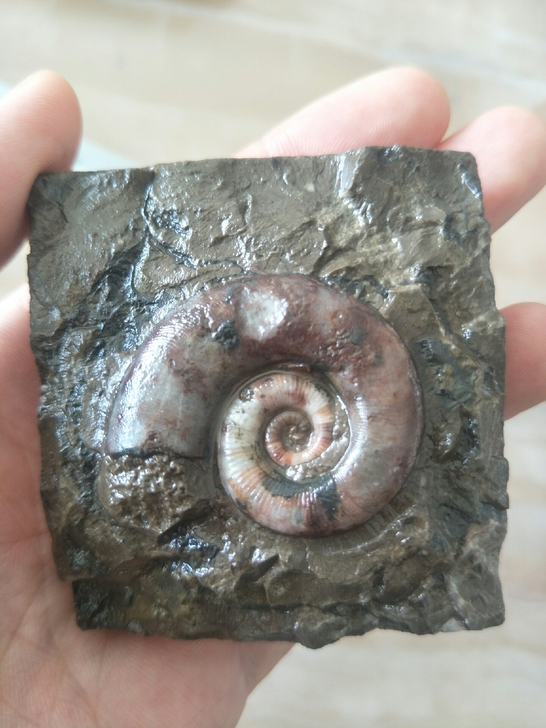 菊石/化石/角石