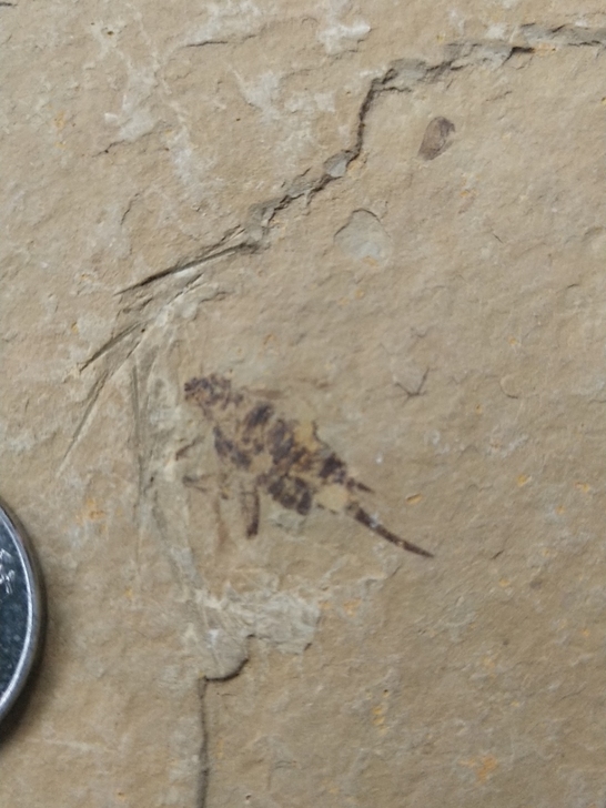 柳条沟昆虫化石单板