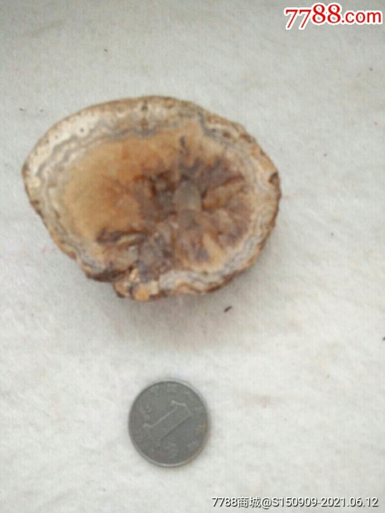 老化石,4##amp;times;5㎝,中...