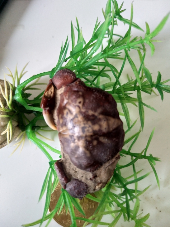 包真纯天然成品海底古生物螃蟹化石,品相如图...