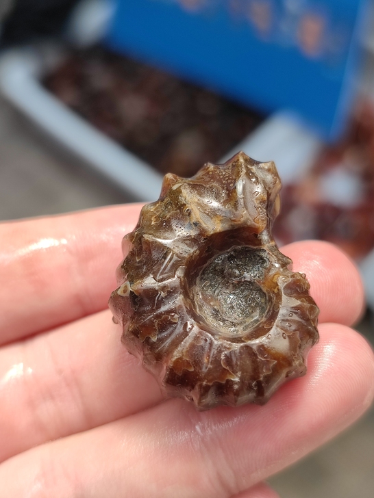 马达加斯加远古生物化石菊石羊角螺手把件,纯...