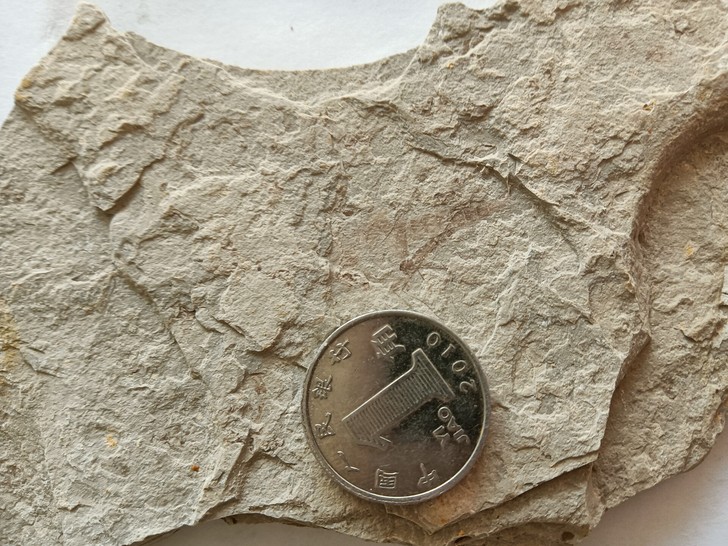 宁城道虎沟昆虫化石标本九块一起出不许挑仅4...