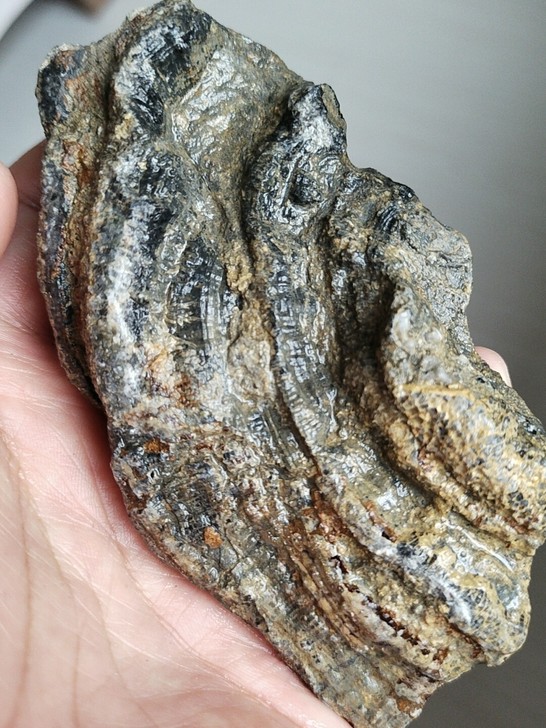 奇石～（化石）~自己捡的，纹理特别，不可多...