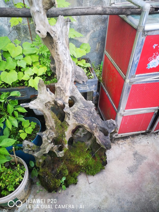 多年闲置树根，户外风雨不烂，不知是什么树根...