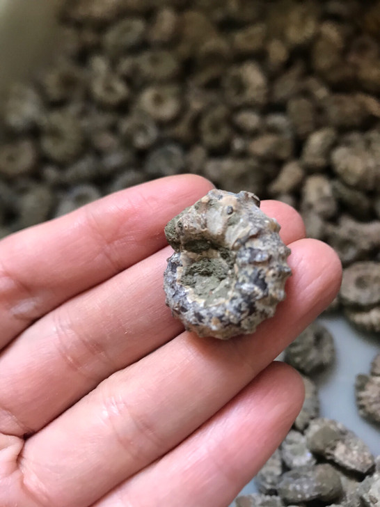羊角螺原石古生物化石 菊石科 未打磨羊角螺