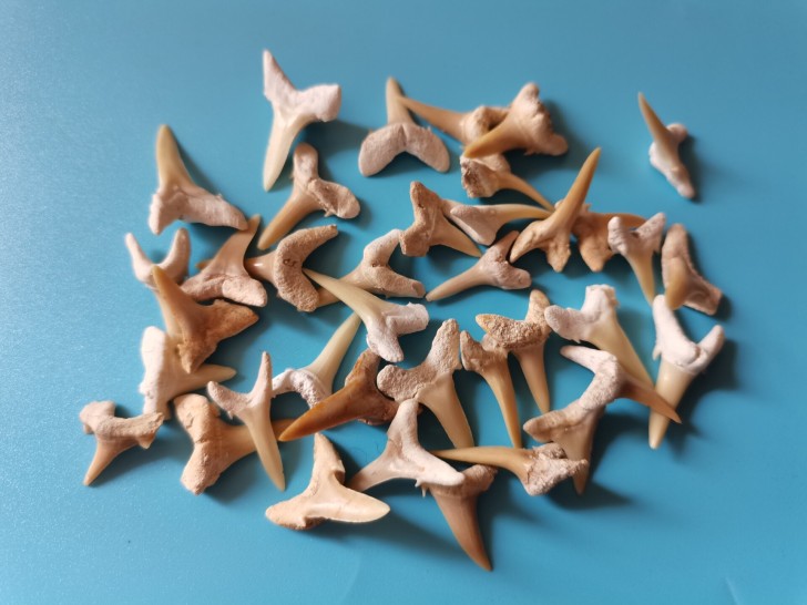 始新世锥齿鲨鲨鱼牙化石,随机发,10元一个...