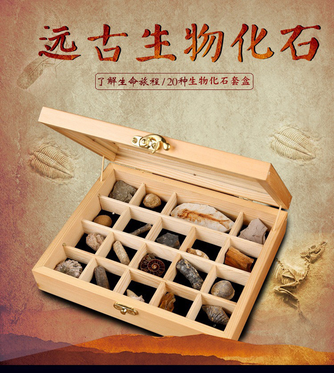 天然古生物化石标本19种狼鳍鱼三叶虫化石琥...