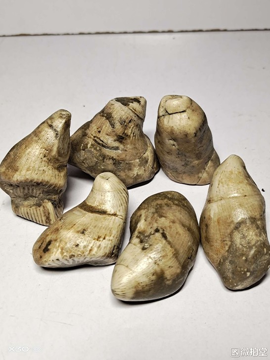 489克远古生物化石六件