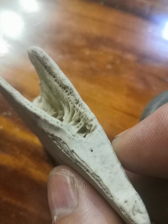 一个是龟化石,一个明代玉环,海捞产品卖个工...