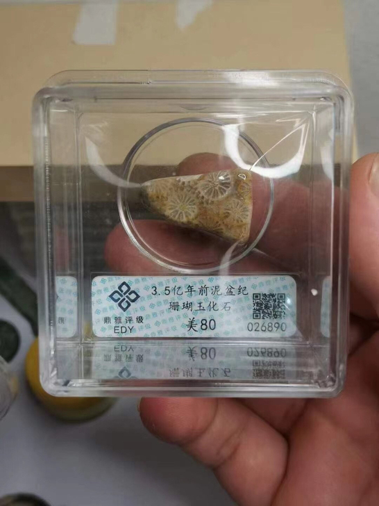 珊瑚玉化石 评级币