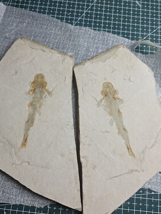 对开小鲟鱼鱼化石石化石
