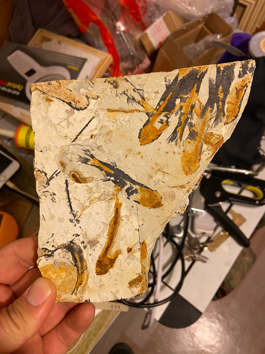 辽西化石 群鱼化石 古生物化石标本礼品感兴...