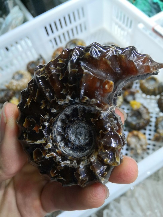 羊角螺化石摆件 个个精品 还有45件喜欢的...