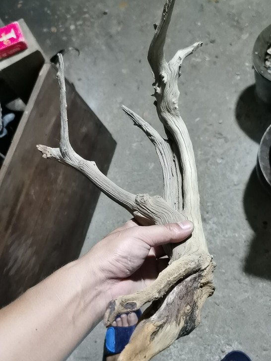 太行崖柏一棵，以前托朋友买的，懒得打磨也没...