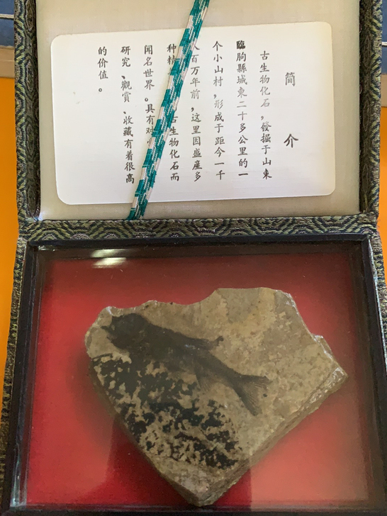 古生物鱼化石，带密封玻璃。