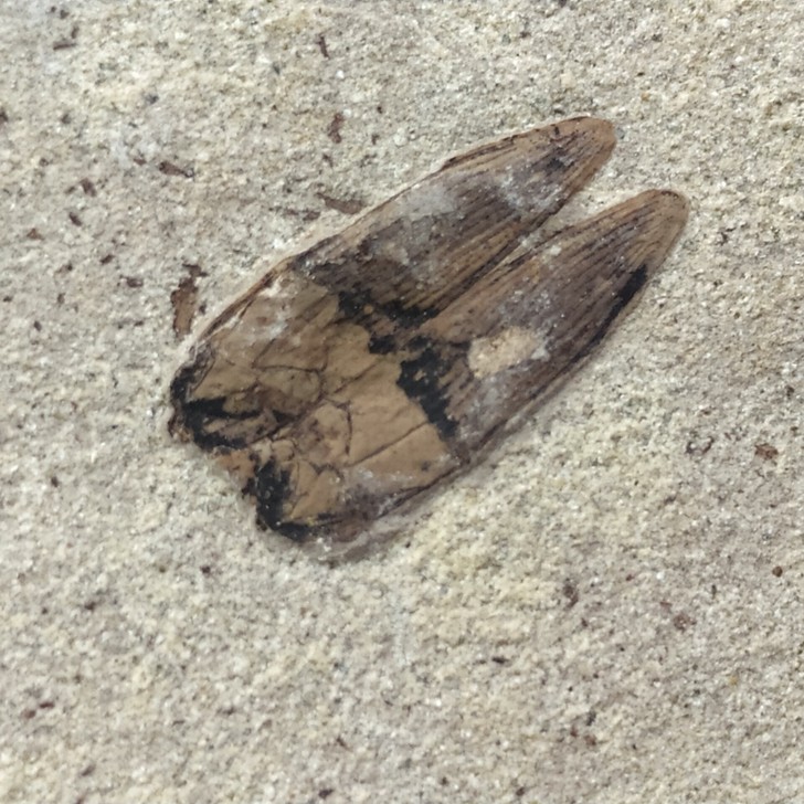 道虎沟对开独板精品甲虫化石