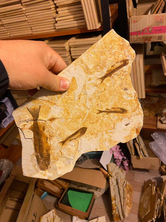 群鱼化石狼鳍鱼化石 化石标本礼品古生物化石...