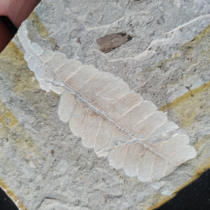 道虎沟对开独板异羽叶化石