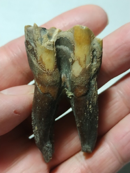 远古时期的牙齿化石！应该是马牙！包邮！