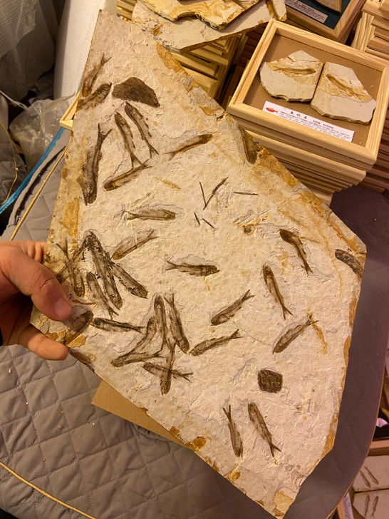 侏罗纪化石 辽西 鱼化石 狼鳍鱼化石 古生...