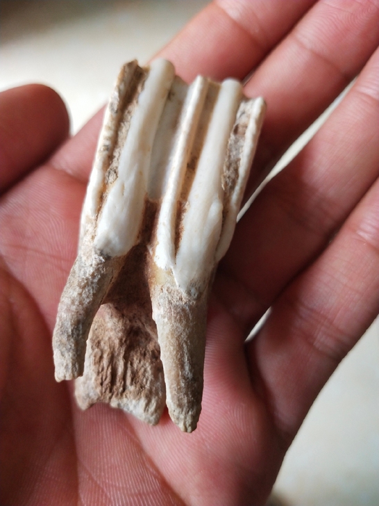 古生物牙齿化石