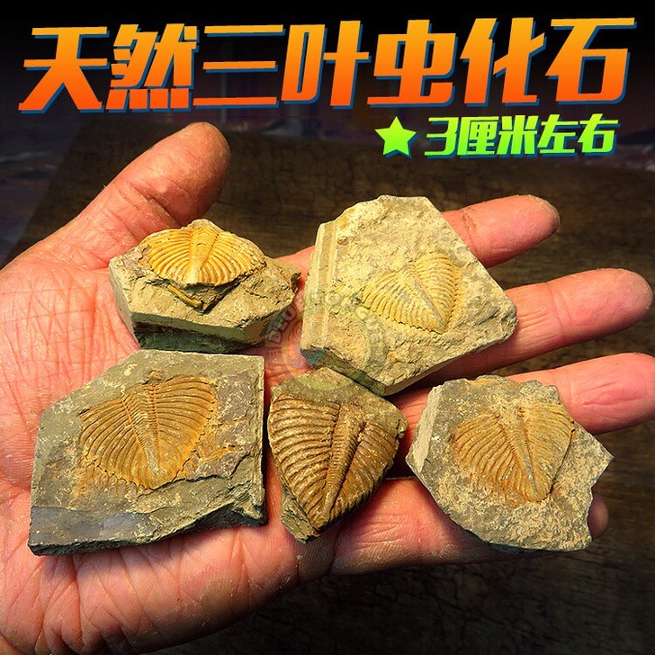 古生物三叶虫 真化石 装饰爬虫箱沙漠造景 ...