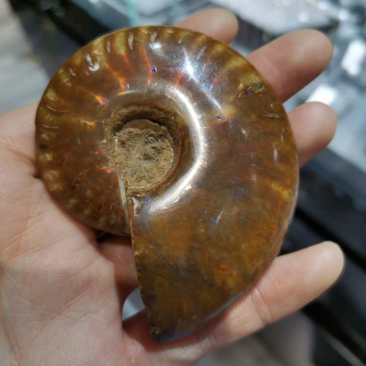 海螺化石，贝壳化石，菊螺菊石标本摆件特价处...
