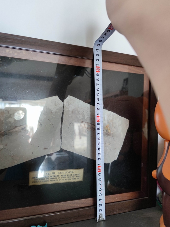 辽西狼鳍鱼化石，距今一亿四千万年前的。镜框...