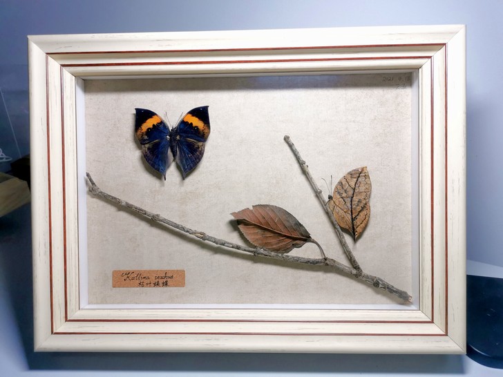 蝴蝶标本，定制。